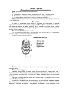 Конспект занятия для учащихся 1-3 класса Вечнозеленые леса