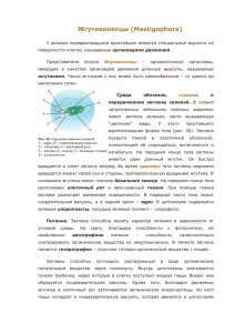 Жгутиконосцы (Mastigophora)