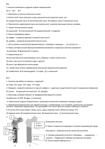 В 1. 1.сколько позвонков в грудном отделе позвоночника: