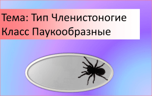 паукообразные