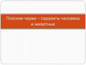 Плоские черви – паразиты человека и животных