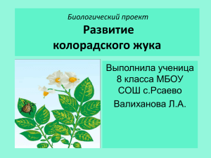 Цикл развития колорадского жука учебно – исследовательская