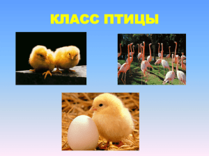 КЛАСС ПТИЦЫ