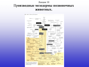 Lecture number 10. "Производные мезодермы у позвоночных