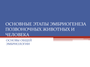 ОСНОВНЫЕ ЭТАПЫ ЭМБРИОГЕНЕЗА ПОЗВОНОЧНЫХ