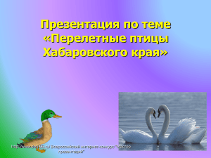 Презентация по теме «Перелетные птицы Хабаровского края» 66.ru/ Всероссийский интернет-конкурс &#34;Мастер