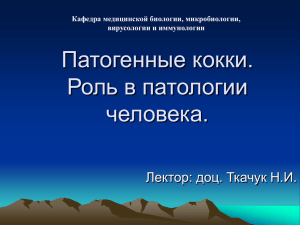 Патогенные кокки. Роль в патологии человека