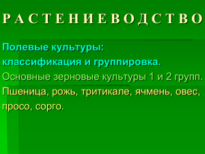 Р А С Т Е Н И Е В О... Полевые культуры: классификация и группировка. Основные зерновые культуры 1 и 2 групп.