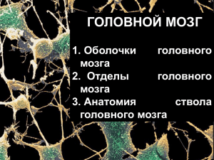 Продолговатый мозг