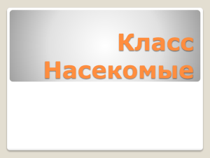 Класс Насекомые