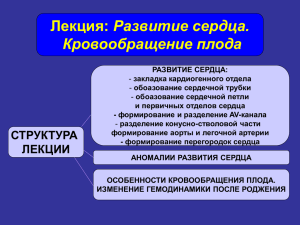 Лекция: Развитие сердца. Кровообращение плода.