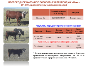 БЕСПОРОДНОЕ МАТОЧНОЕ ПОГОЛОВЬЕ И ПРИПЛОД ФХ «Беке» /50% кровности улучшающей породы) (F1