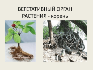 ВЕГЕТАТИВНЫЙ ОРГАН РАСТЕНИЯ - корень