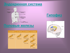 Половые железы