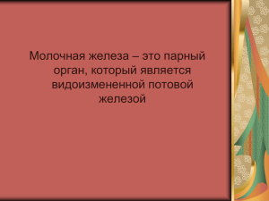 Молочная железа – это парный орган, который является видоизмененной потовой железой