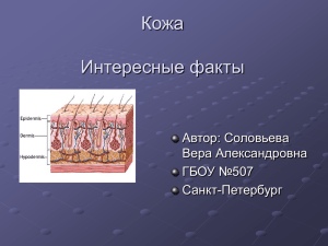 Кожа Интересные факты