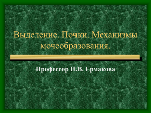 Строение почки. Механизмы мочеобразования