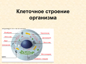 Клеточное строение организма