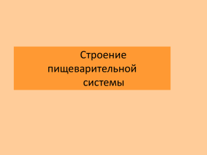 Строение пищеварительной системы