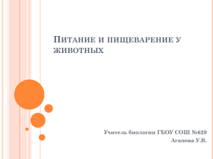 П ИТАНИЕ И ПИЩЕВАРЕНИЕ У ЖИВОТНЫХ Учитель биологии ГБОУ СОШ №629