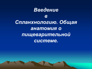 03 Введение в спланхнологию. Общая анатомия пищеварительной