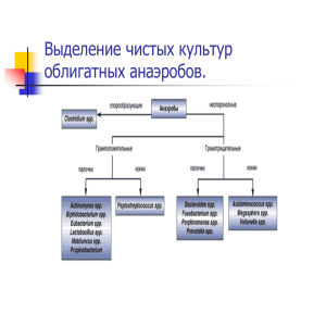 Выделение чистых культур анаэробов