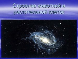 Строение животной и растительной клеток