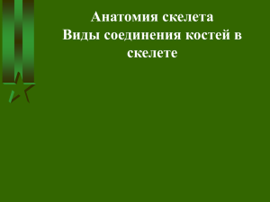 02 Общая анатомия опорно-двигательного аппарата