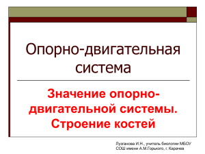 Опорно-двигательная система Значение опорно- двигательной системы.