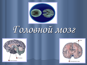 Презентация "Головной мозг"