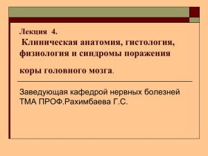 Клиническая анатомия, гистология, физиология и синдромы поражения коры головного мозга Лекция  4.