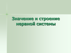 Значение и строение нервной системы