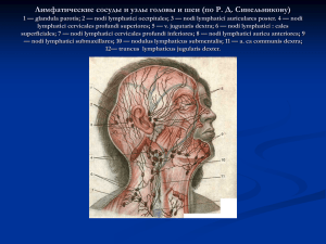 Лимфатические сосуды и узлы головы и шеи (по Р. Д