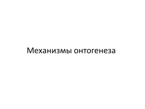 Механизмы онтогенеза