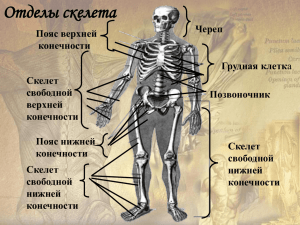 Первая помощь при поврежд. скелета