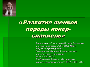 Развитие щенков породы кокер- спаниель