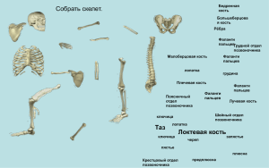 Скелет человека