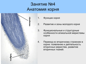 Занятие 4 Анатомия корня