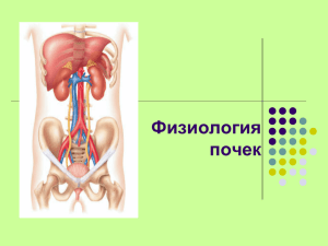 04 Физиология почек