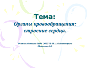 Презентация к уроку: "Органы кровообращения: строение сердца"