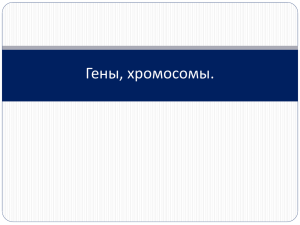 Гены, хромосомы