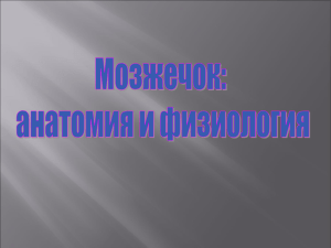 Мозжечок и его роль в работе постуральной системы