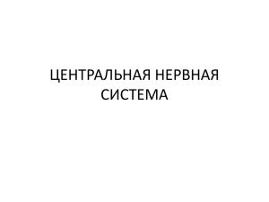 ЦЕНТРАЛЬНАЯ НЕРВНАЯ СИСТЕМА