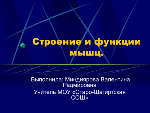 Строение и функции мышц 8 класс