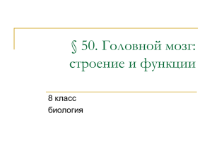 50. Головной мозг: строение и функции