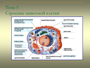 Сравнительная характеристика растительной и животной клеток