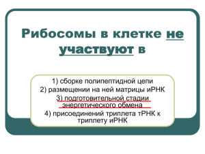 Рибосомы в клетке не участвуют в