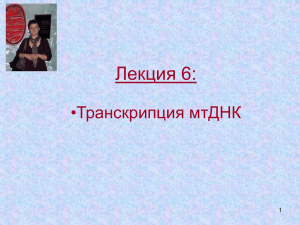 Лекция 6: •Транскрипция мтДНК 1