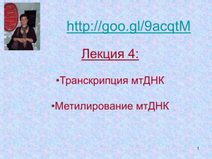 Лекция 4: •Транскрипция мтДНК •Метилирование мтДНК