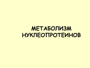 МЕТАБОЛИЗМ НУКЛЕОПРОТЕИНОВ Аденин Цитозин Гуанин